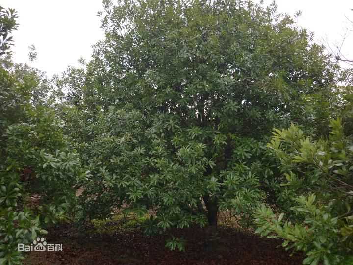 杨梅树壁纸壁纸