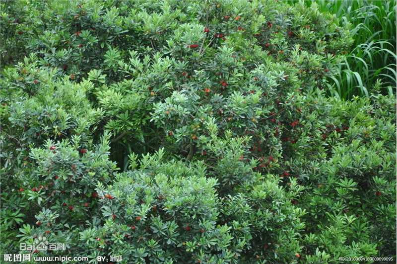 杨梅树壁纸壁纸