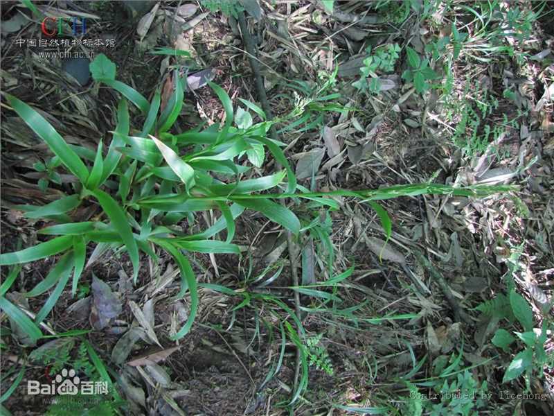 杨梅地壁纸壁纸