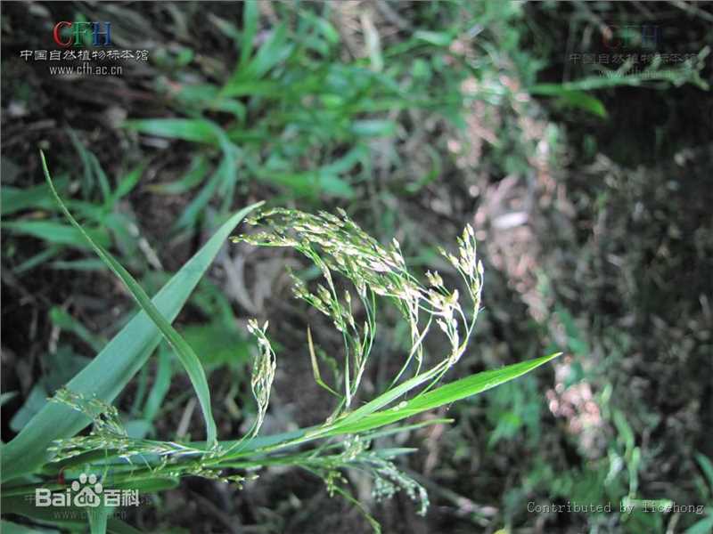 杨梅地壁纸壁纸