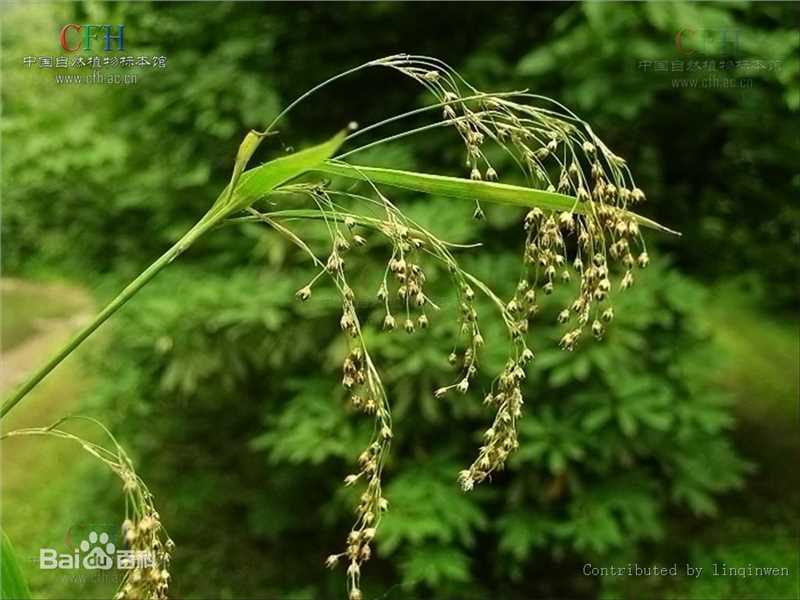 杨梅地壁纸壁纸