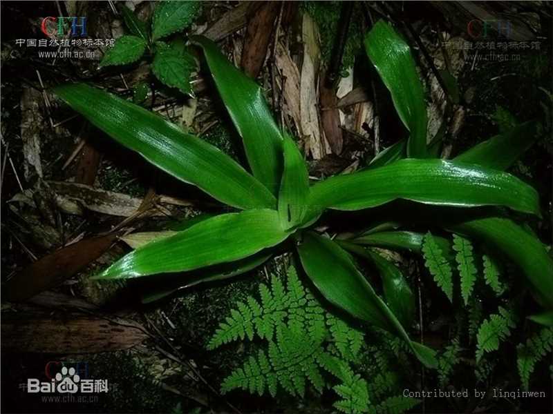 杨梅地壁纸壁纸