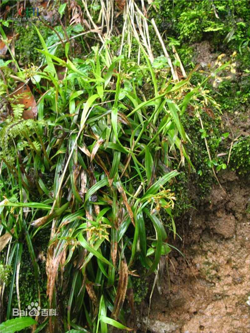 杨梅地壁纸壁纸