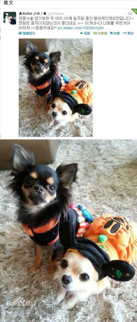 李准基(LEE JOON GI、)准基和狗狗前后照片