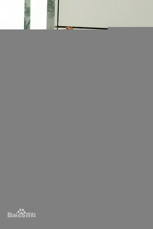 精选许绍洋(Ambrose)精彩图册