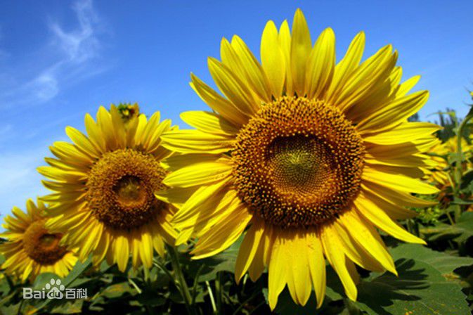 江一燕摄影作品图片图集