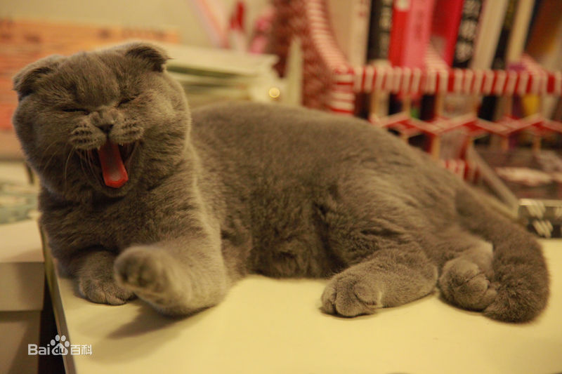 江一燕摄影作品图片图集