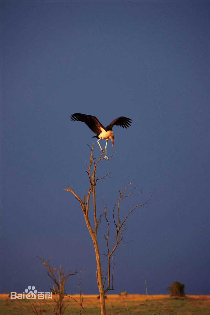江一燕我是爬行者小江素颜照壁纸