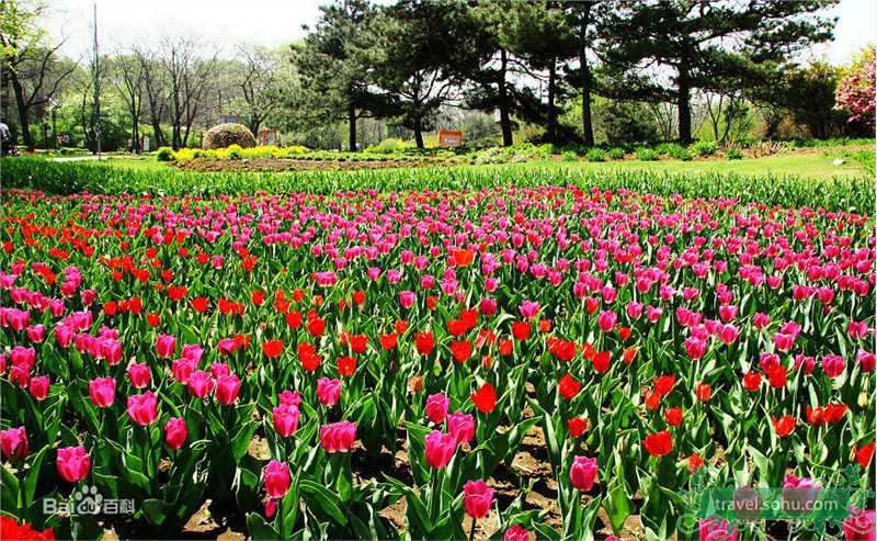 韩雪(Cecilia Han、ハン シュエ（日语）)精彩图册