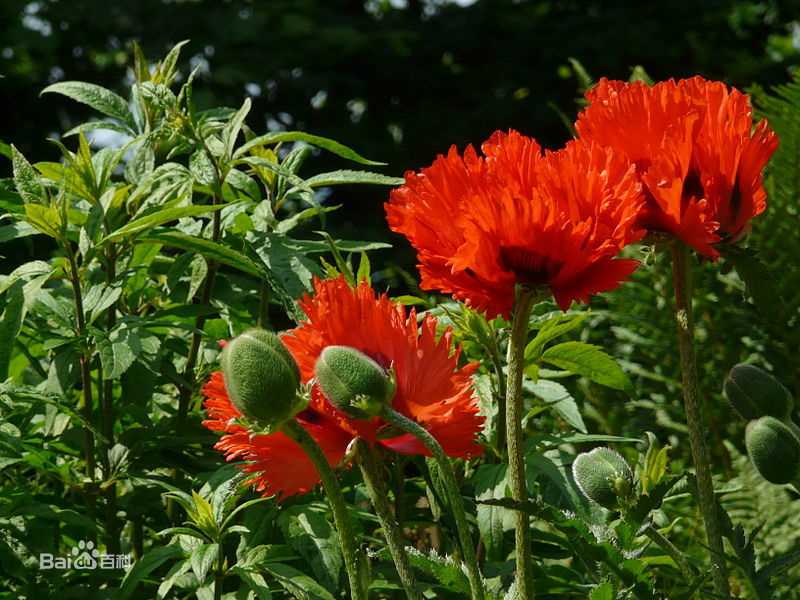 最全杨贵媚(Yang Kuei-Mei)壁纸