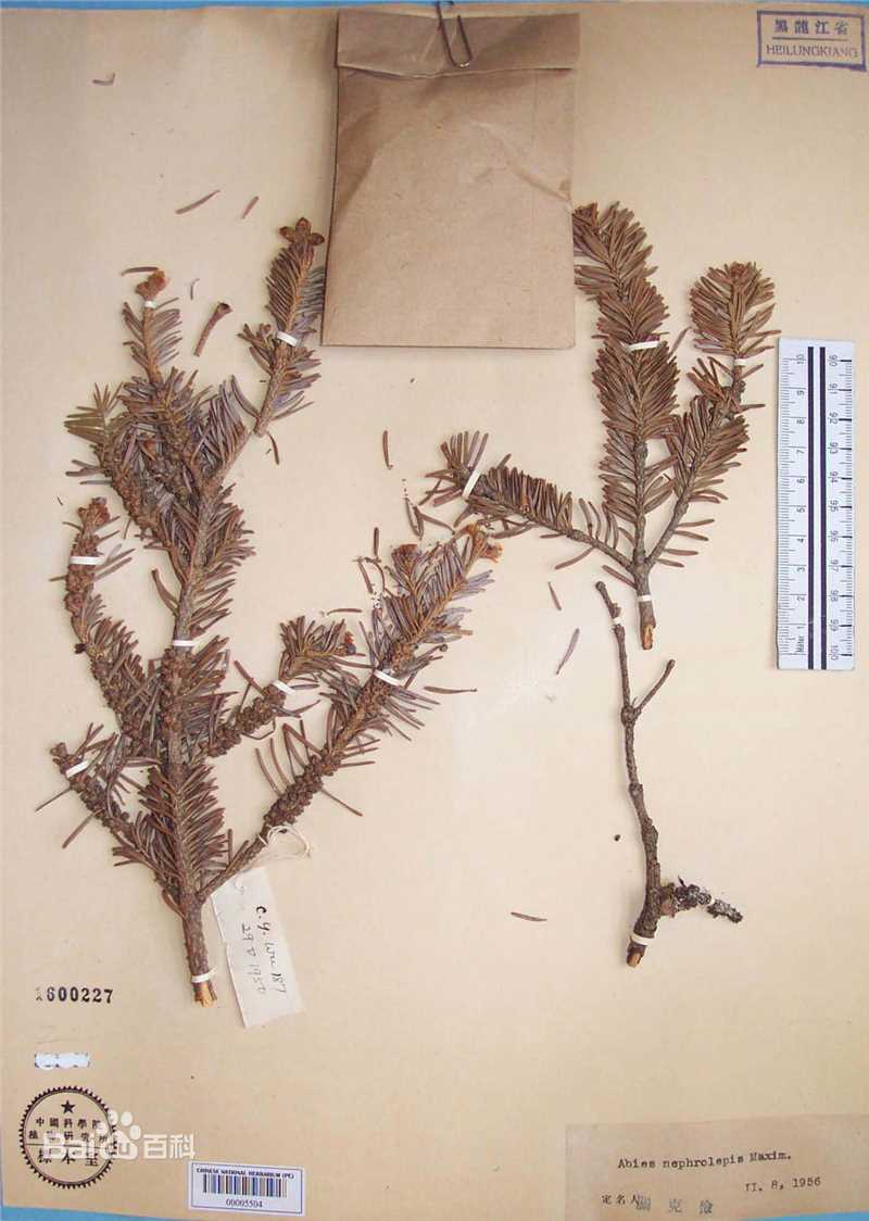 冷杉臭标本图片图集