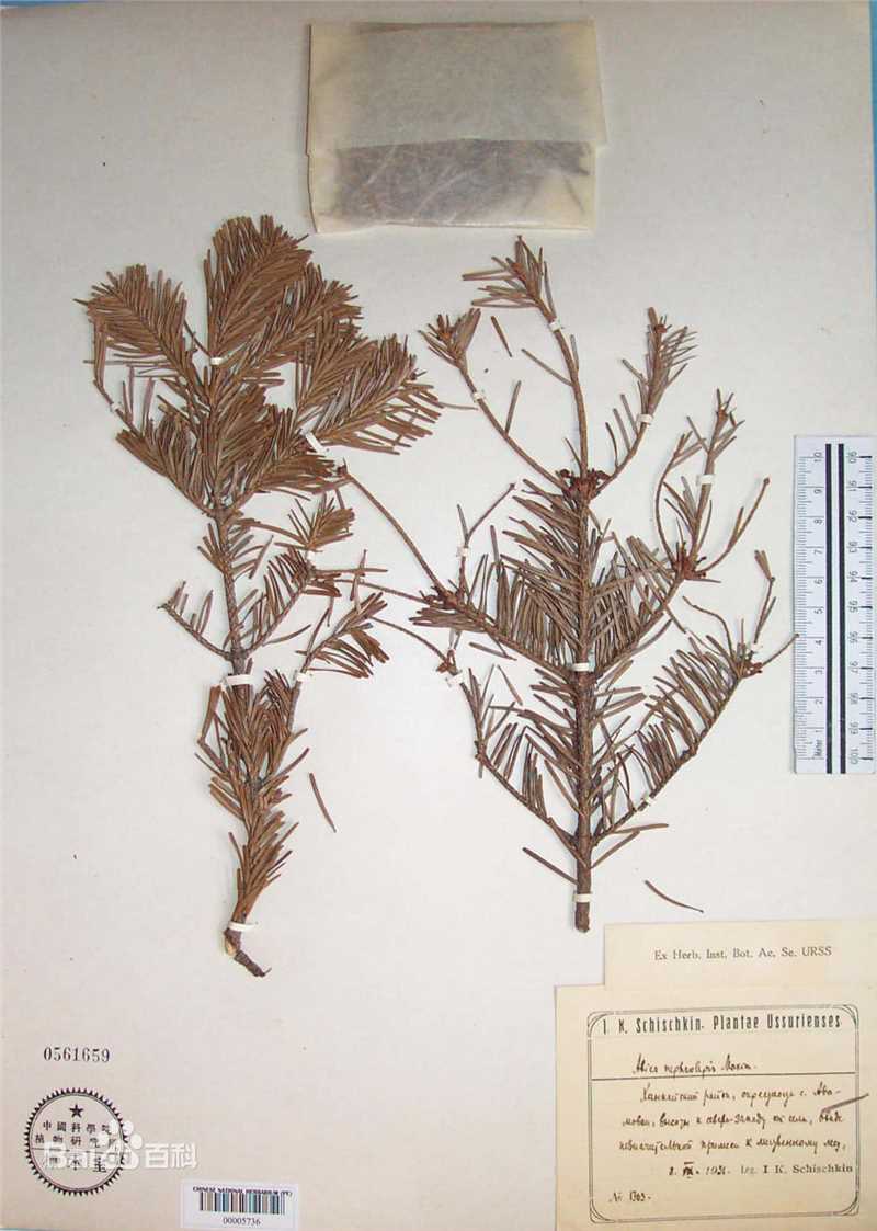 冷杉臭标本图片图集