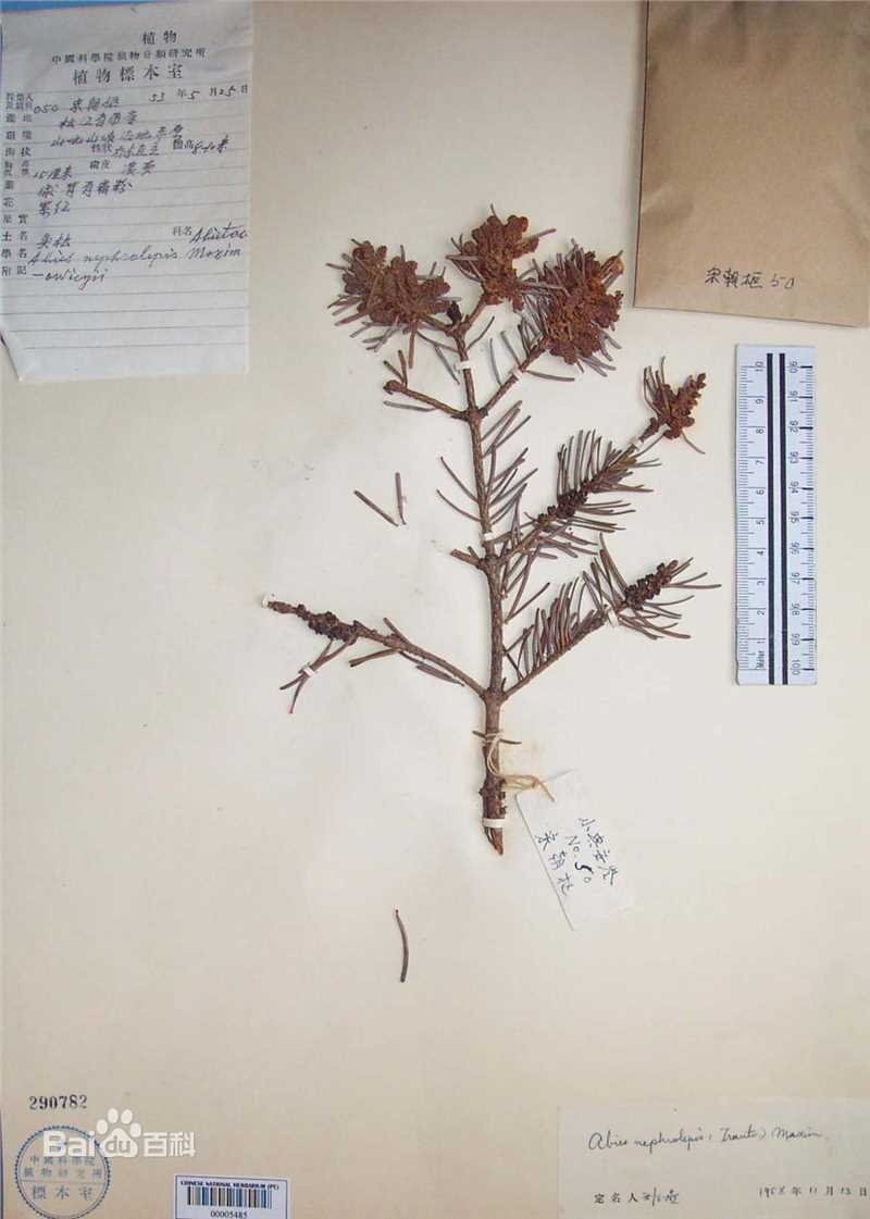 冷杉臭标本图片图集