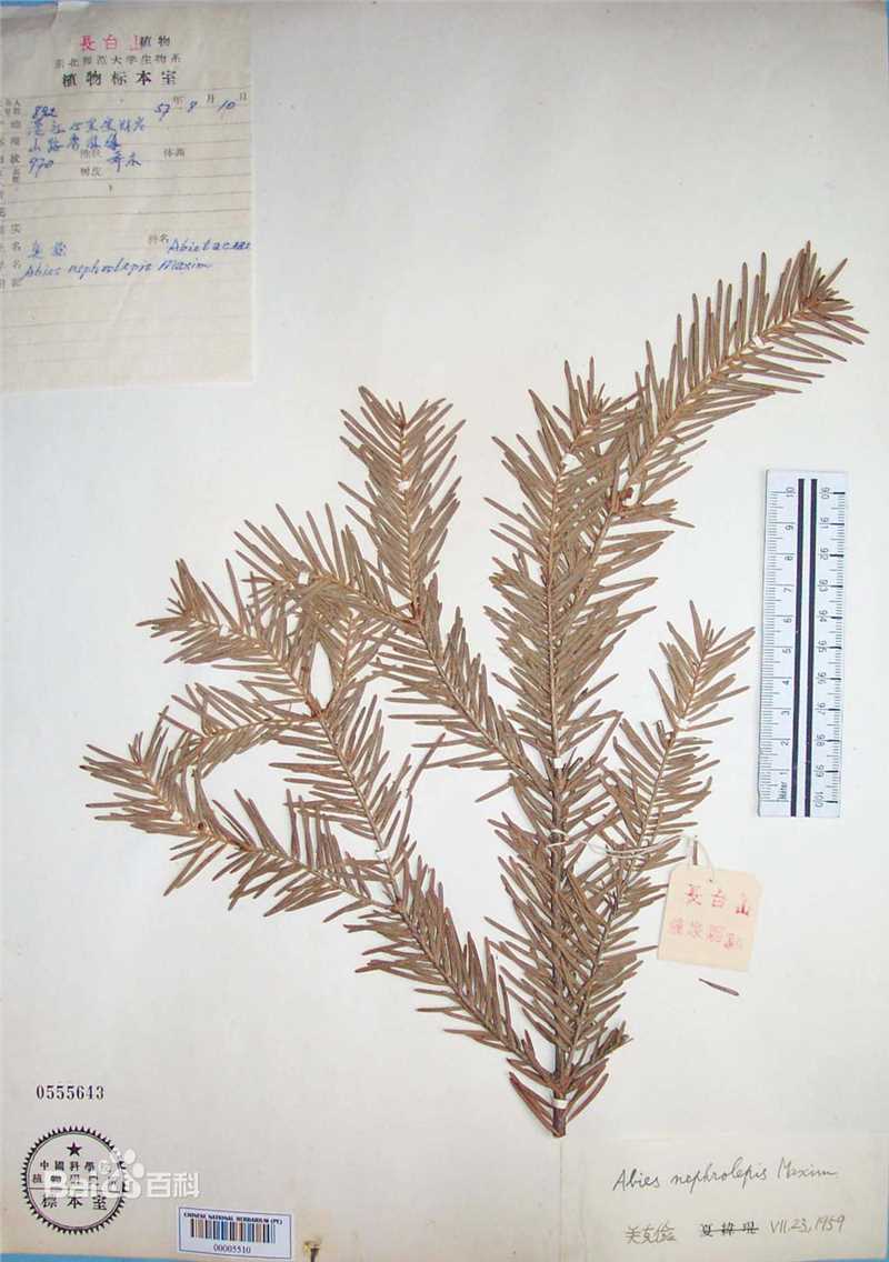 冷杉臭标本图片图集