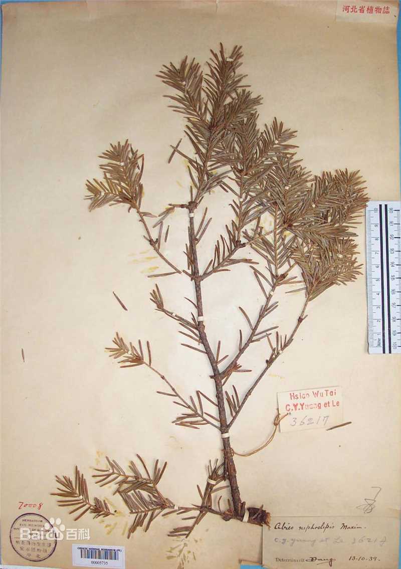 冷杉臭标本图片图集