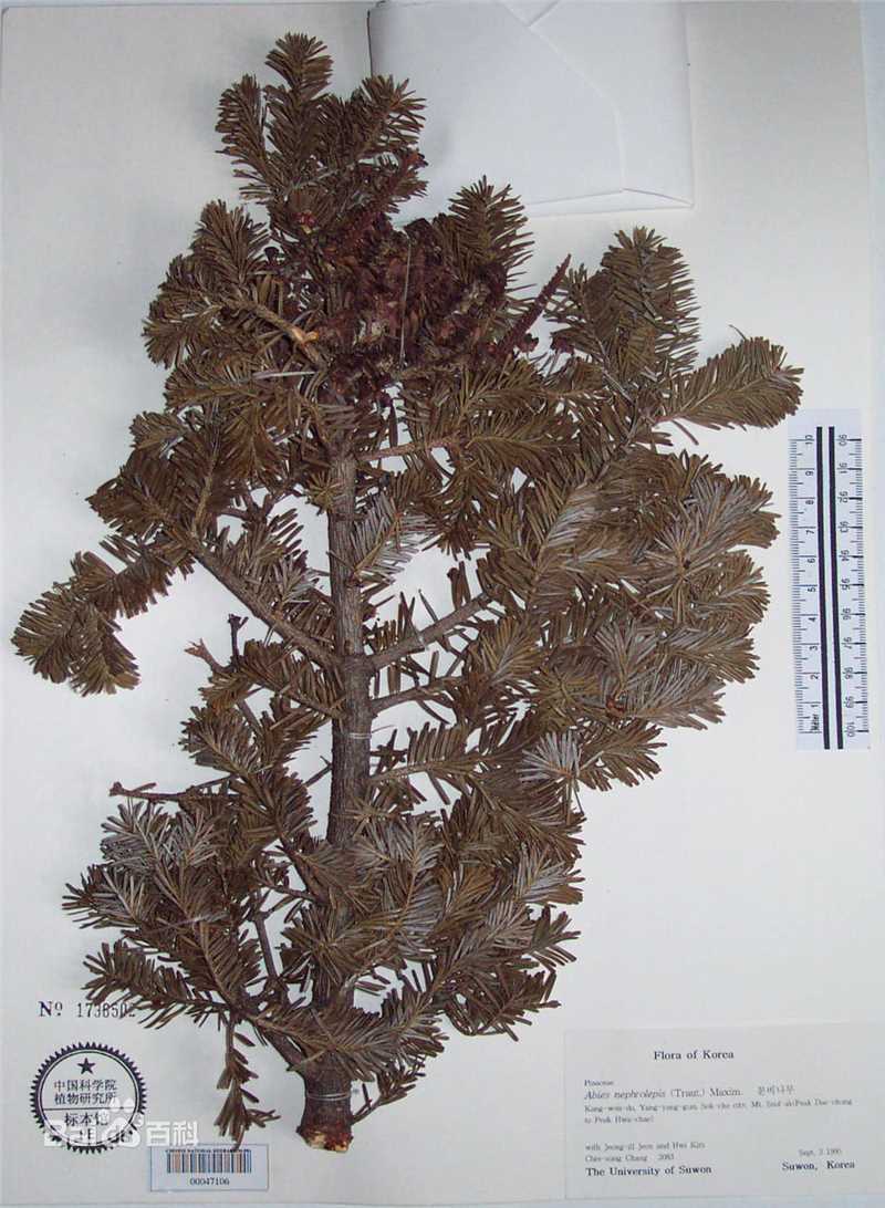 冷杉臭标本图片图集