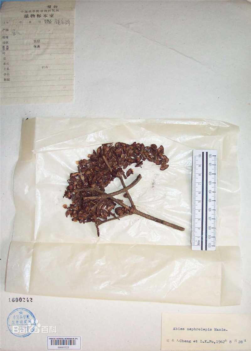 冷杉臭标本图片图集