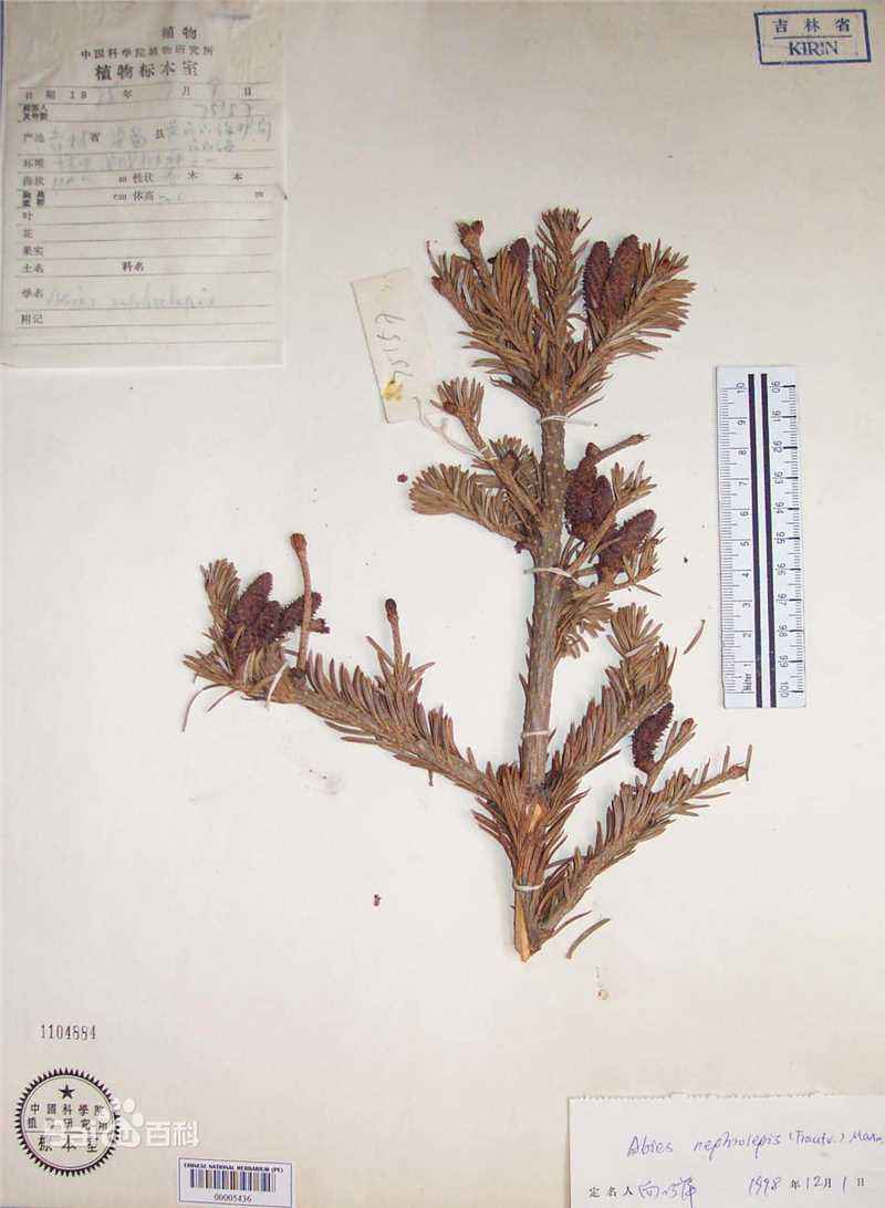 冷杉臭标本图片图集