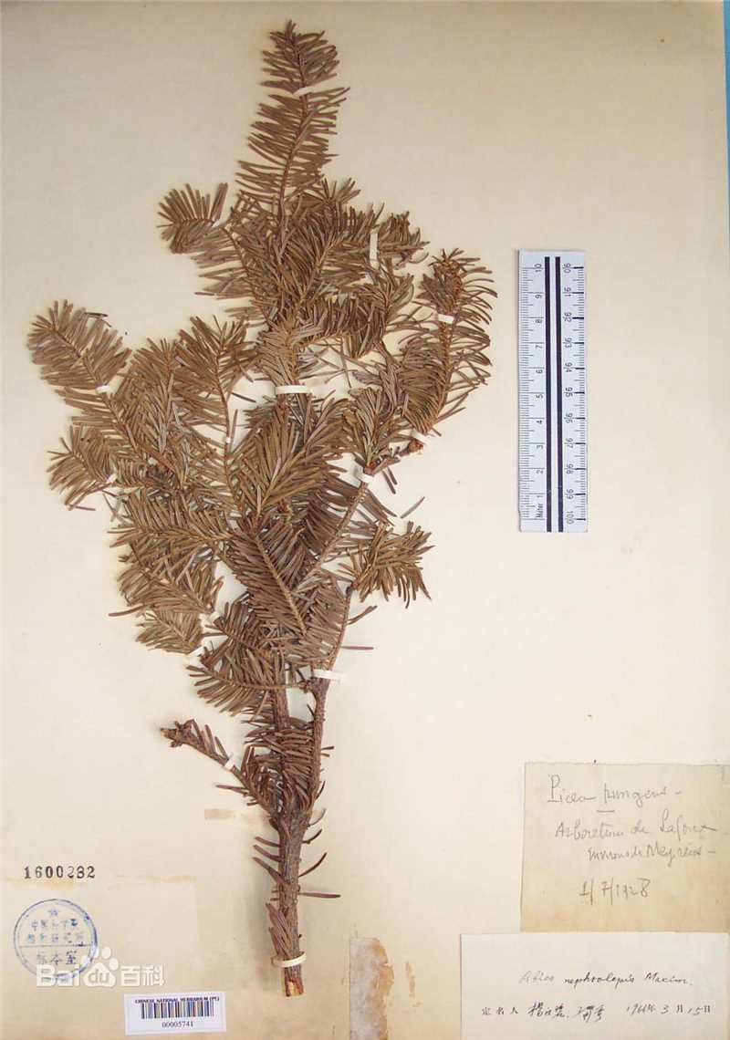 冷杉臭标本图片图集