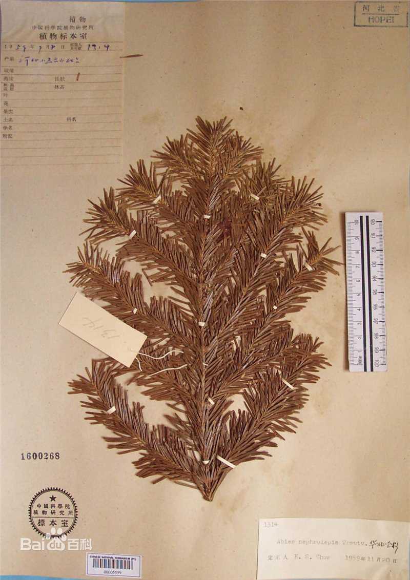 冷杉臭标本图片图集