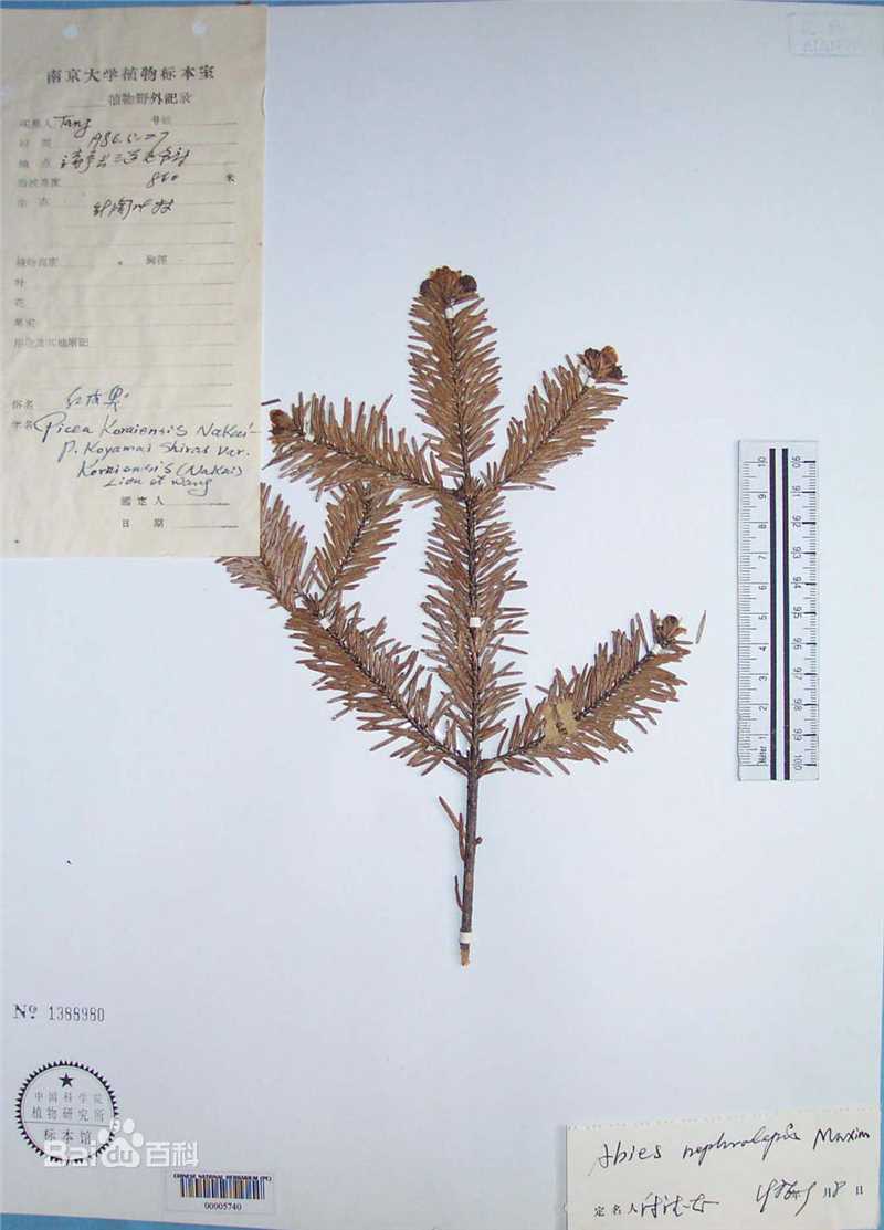 冷杉臭标本图片图集