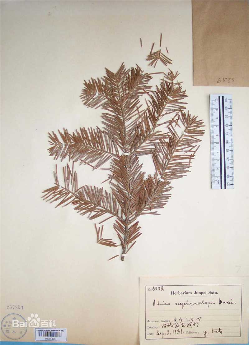 冷杉臭标本图片图集