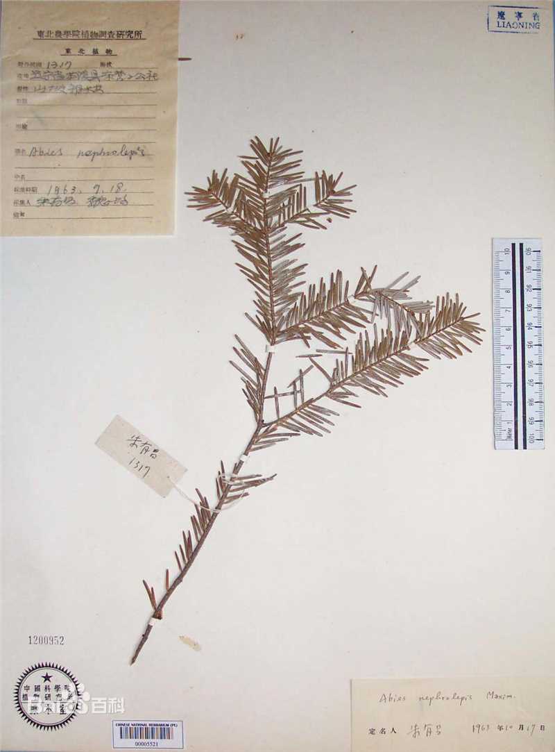 冷杉臭标本图片图集