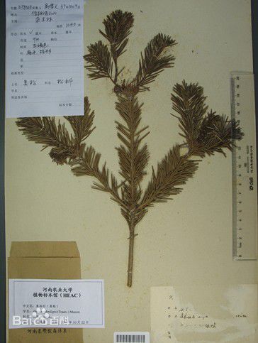 冷杉臭标本图片图集