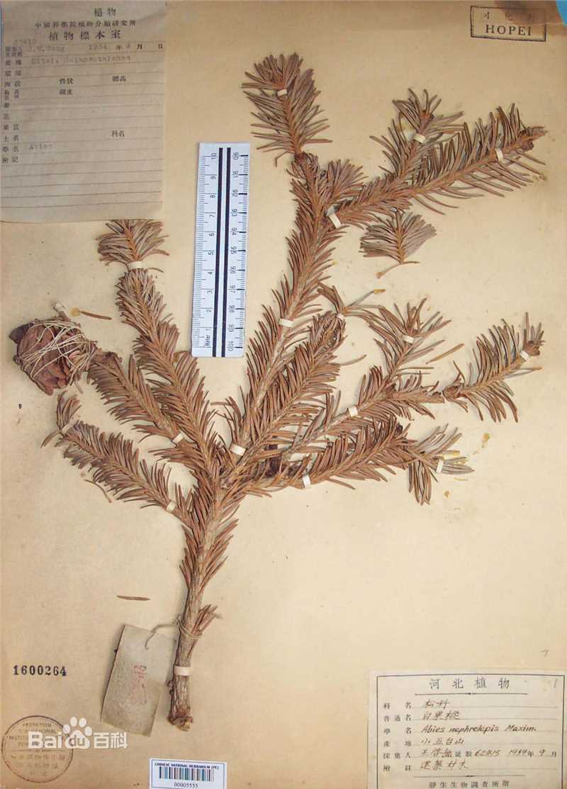 冷杉臭标本图片图集