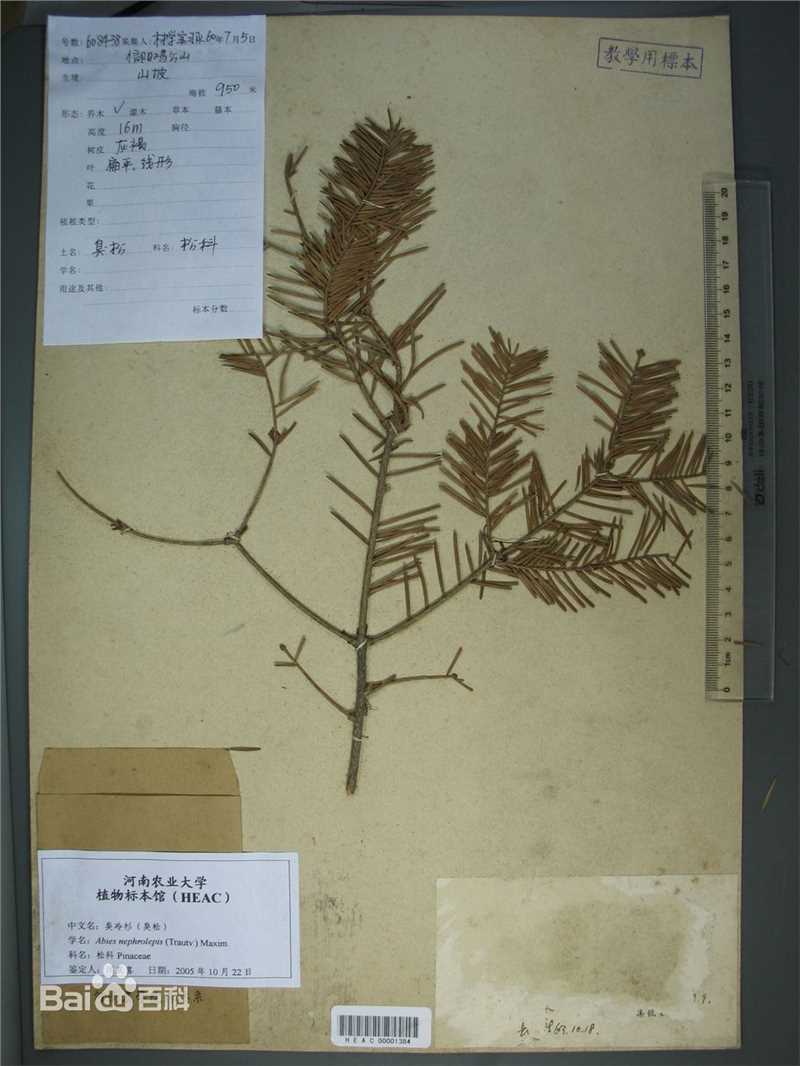 冷杉臭标本图片图集