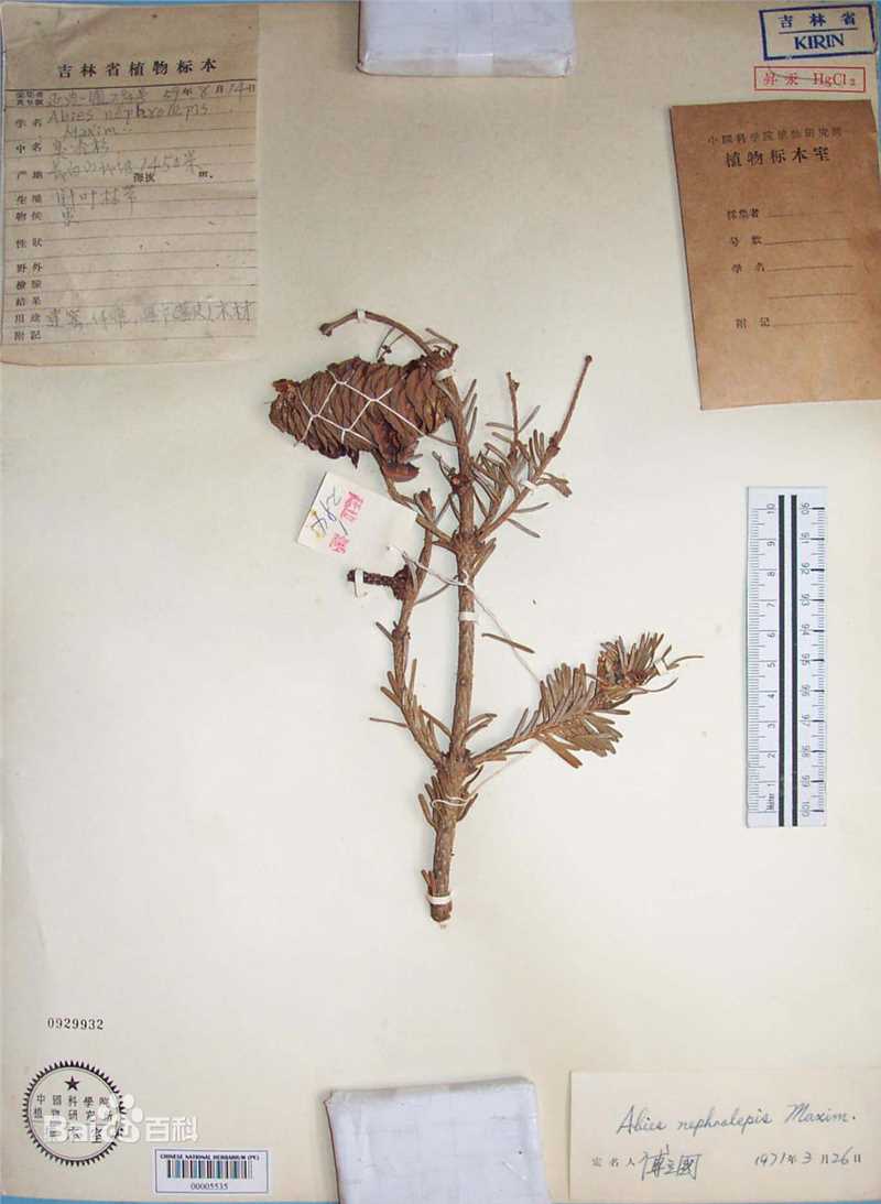 冷杉臭标本图片图集