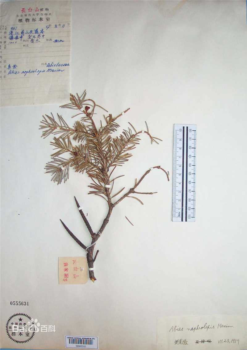 冷杉臭标本图片图集