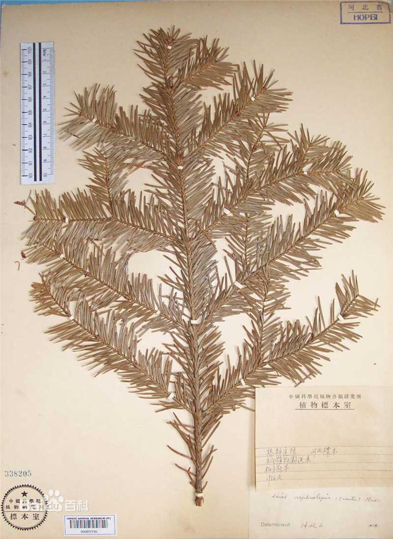 冷杉臭标本图片图集