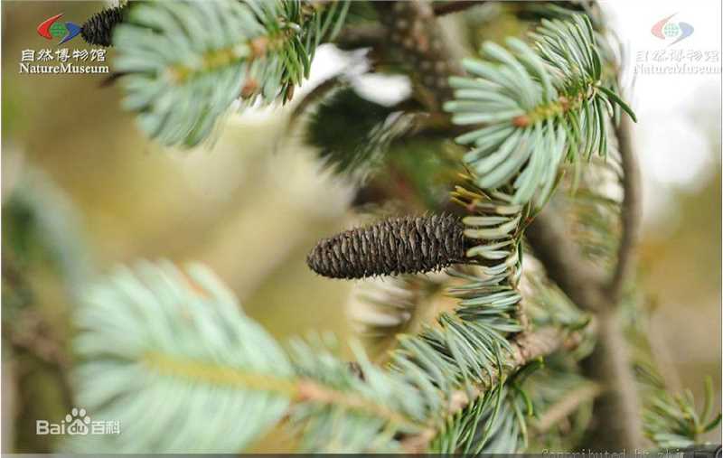 冷杉臭壁纸壁纸