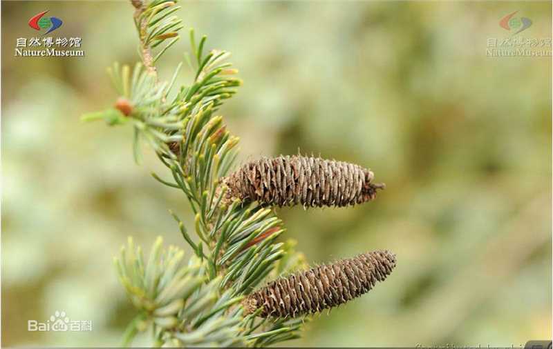 冷杉臭壁纸壁纸