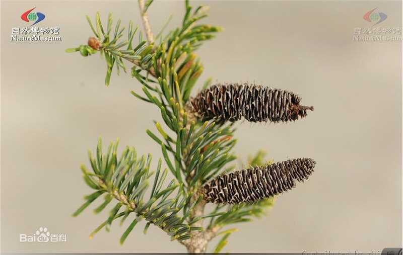 冷杉臭壁纸壁纸