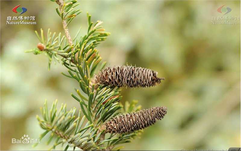 冷杉臭壁纸壁纸