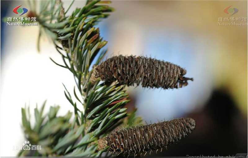 冷杉臭壁纸壁纸