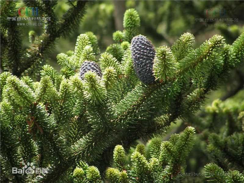 冷杉果植物形态-苍山性感图片壁纸