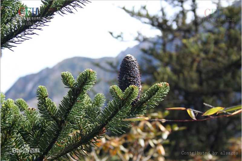 冷杉果植物形态-苍山性感图片壁纸