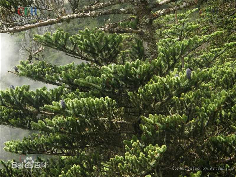冷杉果植物形态-苍山性感图片壁纸