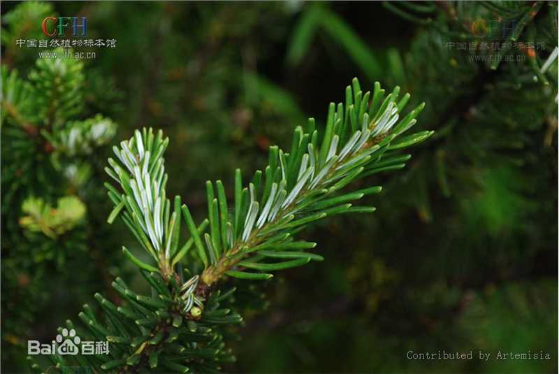 冷杉果植物形态-苍山性感图片壁纸