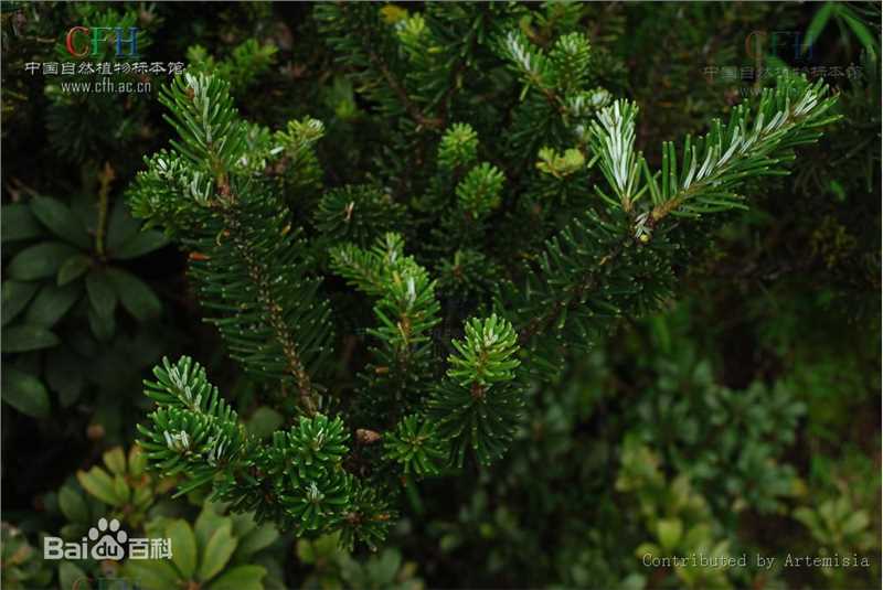 冷杉果植物形态-苍山性感图片壁纸