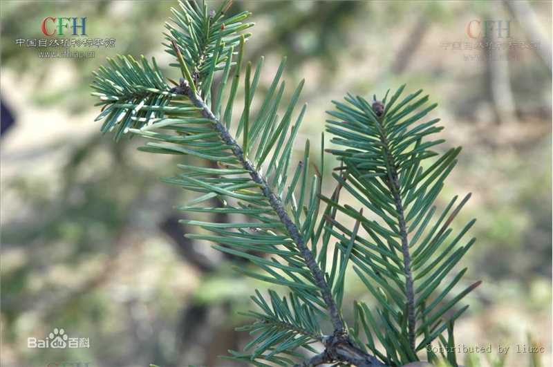 冷杉臭生活照