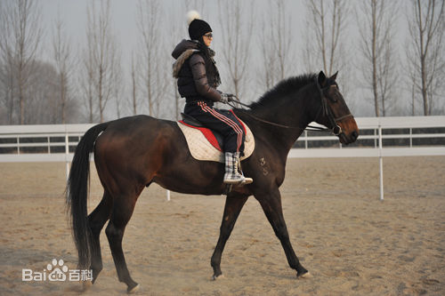 景甜(Jing Tian)学骑马图片图集