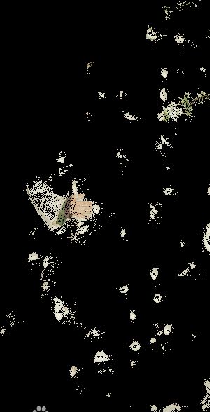 最优质张彬彬(Vin)在《寂寞空庭春欲晚》纳兰容若中的相册