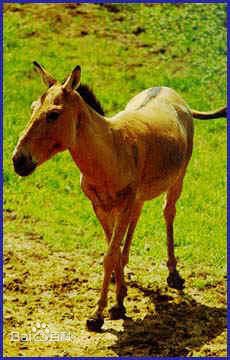 《刘莉莉》封面图片