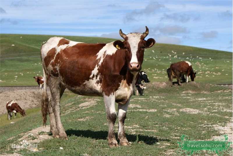 王雅捷精彩图册