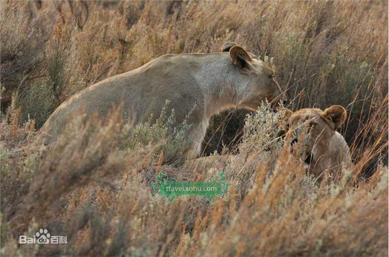 最优质张榕容(Sandrine Pinna)精彩图册