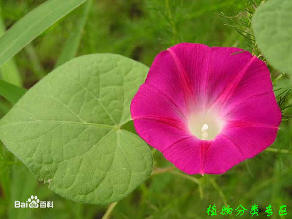 最全刘青云(Sean Andy)素颜照